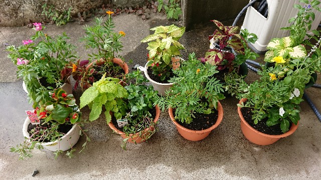f:id:tosshii-plants:20200807174251j:image f:id:tosshii-plants:20200807174251j:image