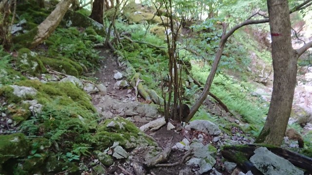 f:id:tosshii-plants:20200810194903j:image