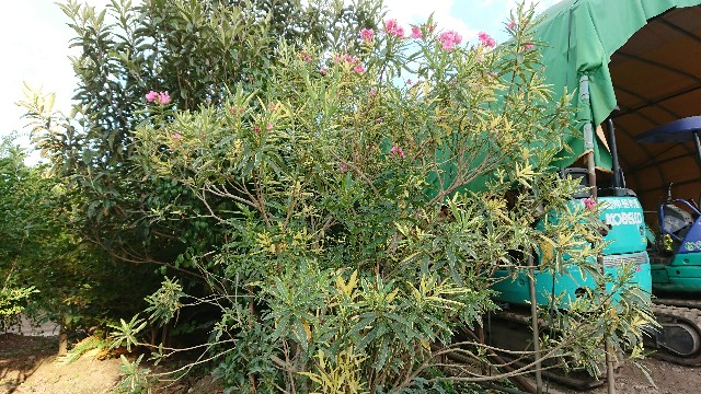 斑入り夾竹桃(フイリキョウチクトウ) - green & smile 笑顔を届ける