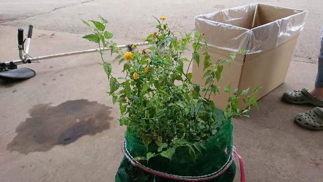 f:id:tosshii-plants:20200818211835j:image
