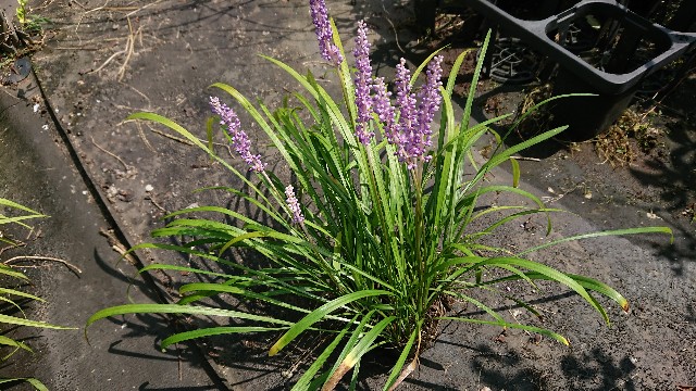 f:id:tosshii-plants:20200825195829j:image