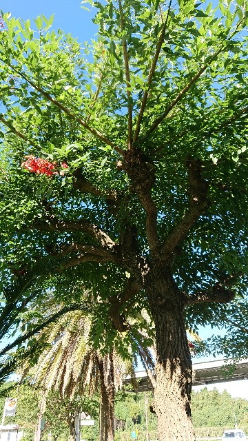 f:id:tosshii-plants:20200831205505j:image