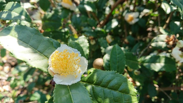 茶の木(チャノキ) - green & smile 笑顔を届ける植木卸 とっしーブログ