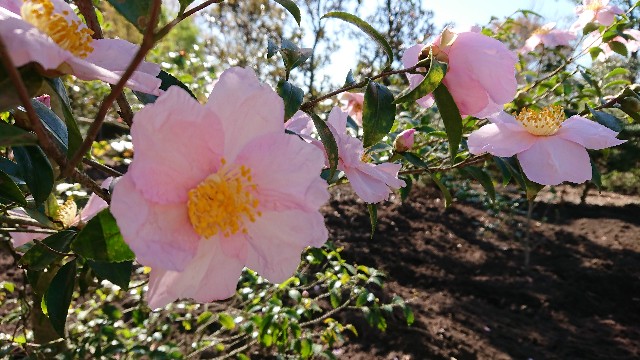 f:id:tosshii-plants:20201130210438j:image