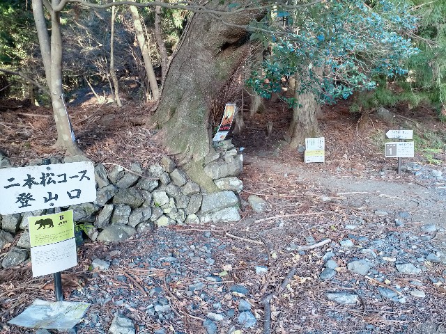 f:id:tosshii-plants:20201213172630j:image