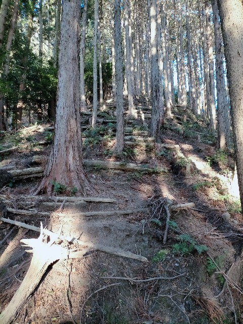 f:id:tosshii-plants:20201213172717j:image