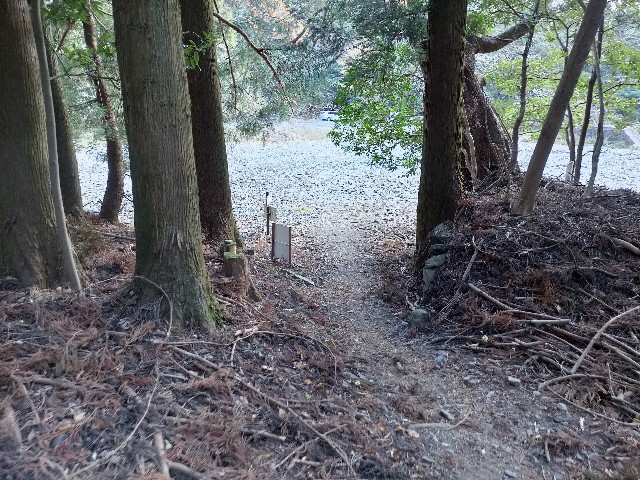 f:id:tosshii-plants:20201213173216j:image