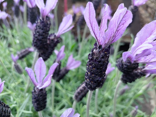 f:id:tosshii-plants:20210406201107j:image