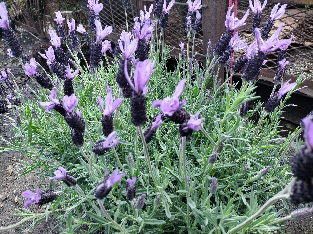 f:id:tosshii-plants:20210406201133j:image