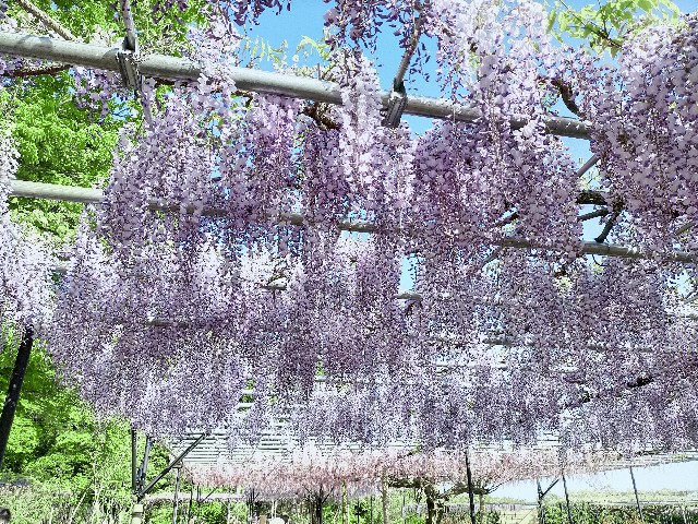 f:id:tosshii-plants:20210425223732j:image