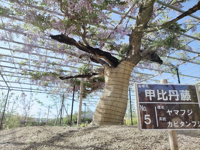 f:id:tosshii-plants:20210425224227j:image