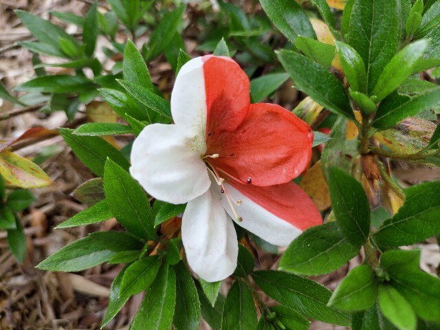 f:id:tosshii-plants:20210519193829j:image