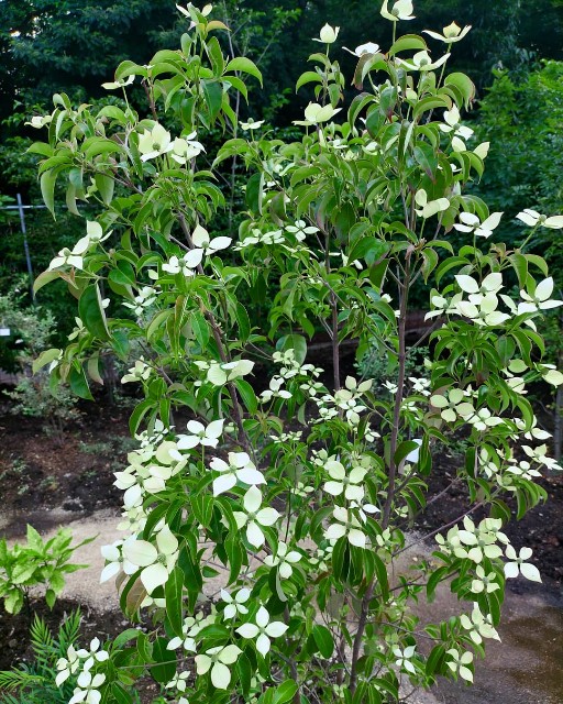 f:id:tosshii-plants:20210608191258j:image f:id:tosshii-plants:20210608191258j:image