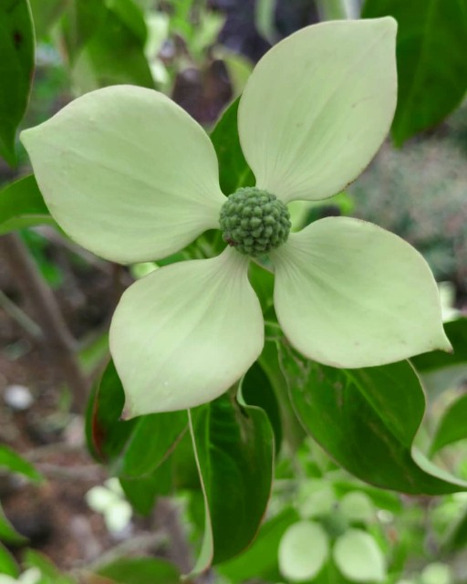 f:id:tosshii-plants:20210608191310j:image f:id:tosshii-plants:20210608191310j:image