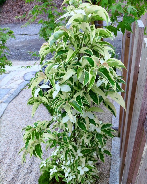 f:id:tosshii-plants:20210628202312j:image