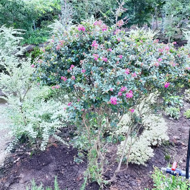 f:id:tosshii-plants:20210818194531j:image f:id:tosshii-plants:20210818194531j:image