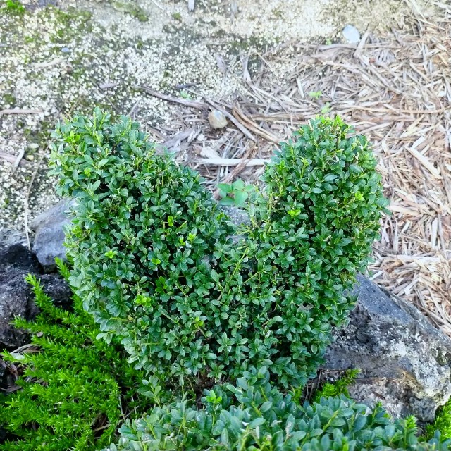 f:id:tosshii-plants:20210910205825j:image f:id:tosshii-plants:20210910205825j:image