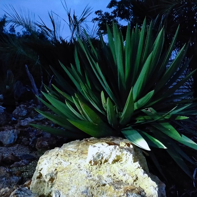 f:id:tosshii-plants:20210911205942j:image f:id:tosshii-plants:20210911205942j:image