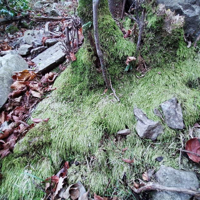 f:id:tosshii-plants:20211114232302j:image