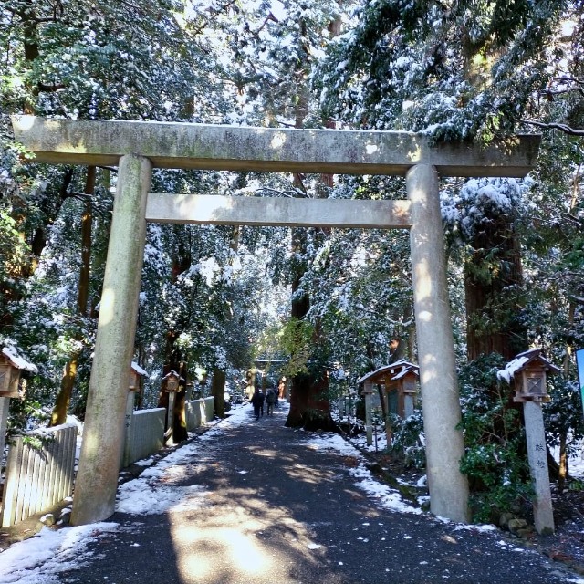 f:id:tosshii-plants:20211219225320j:image