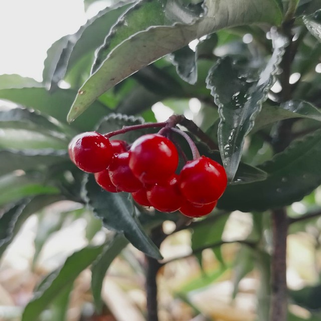 f:id:tosshii-plants:20220103190713j:image f:id:tosshii-plants:20220103190713j:image