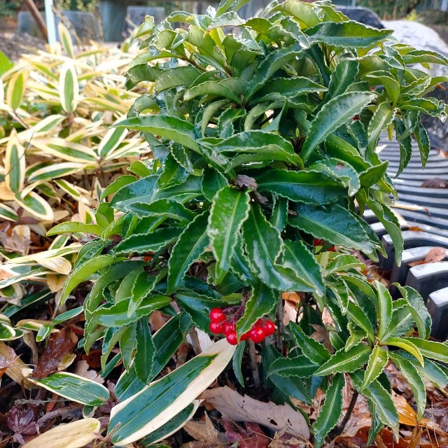 f:id:tosshii-plants:20220103190727j:image f:id:tosshii-plants:20220103190727j:image