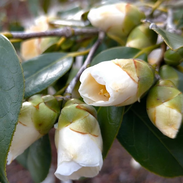 f:id:tosshii-plants:20220107215631j:image f:id:tosshii-plants:20220107215631j:image