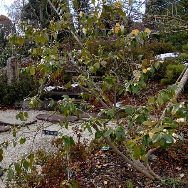 f:id:tosshii-plants:20220107215639j:image f:id:tosshii-plants:20220107215639j:image