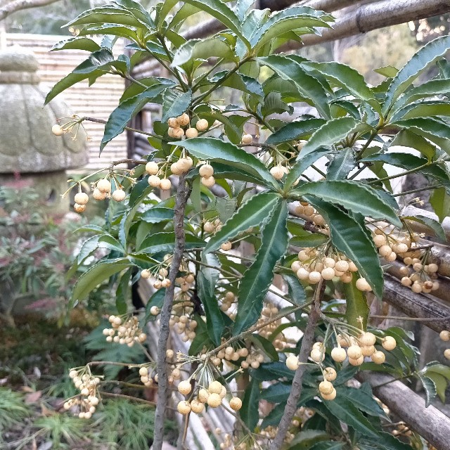 f:id:tosshii-plants:20220113213313j:image f:id:tosshii-plants:20220113213313j:image