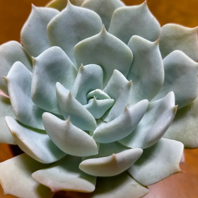 f:id:tosshii-plants:20220131220938j:image f:id:tosshii-plants:20220131220938j:image