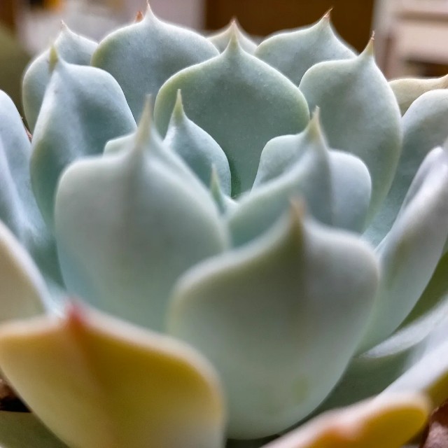 f:id:tosshii-plants:20220131220954j:image f:id:tosshii-plants:20220131220954j:image