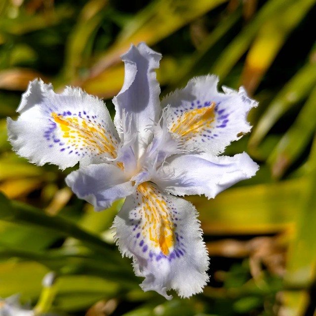 f:id:tosshii-plants:20220408211206j:image f:id:tosshii-plants:20220408211206j:image