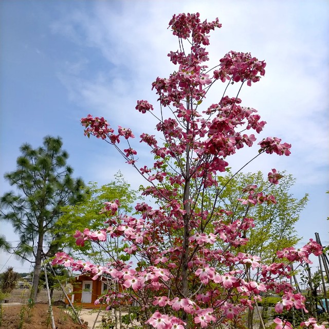 f:id:tosshii-plants:20220426125558j:image