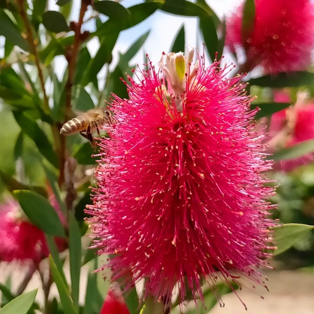 f:id:tosshii-plants:20220603221742j:image f:id:tosshii-plants:20220603221742j:image