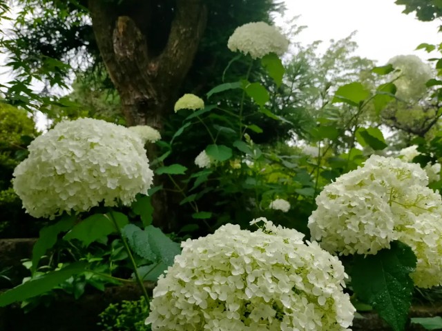 f:id:tosshii-plants:20220618165131j:image