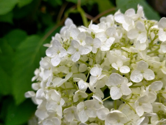 f:id:tosshii-plants:20220618165152j:image