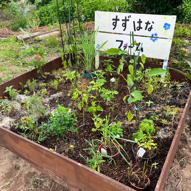 f:id:tosshii-plants:20220708231120j:image