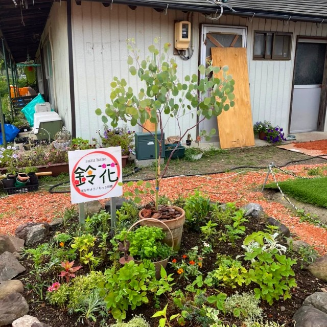 f:id:tosshii-plants:20220708231128j:image