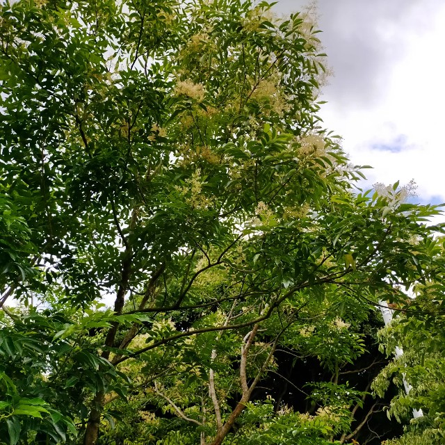 f:id:tosshii-plants:20220714230201j:image