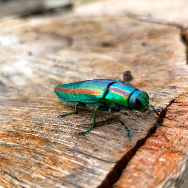 ヤマトタマムシ - green & smile 笑顔を届ける植木卸 とっしーブログ