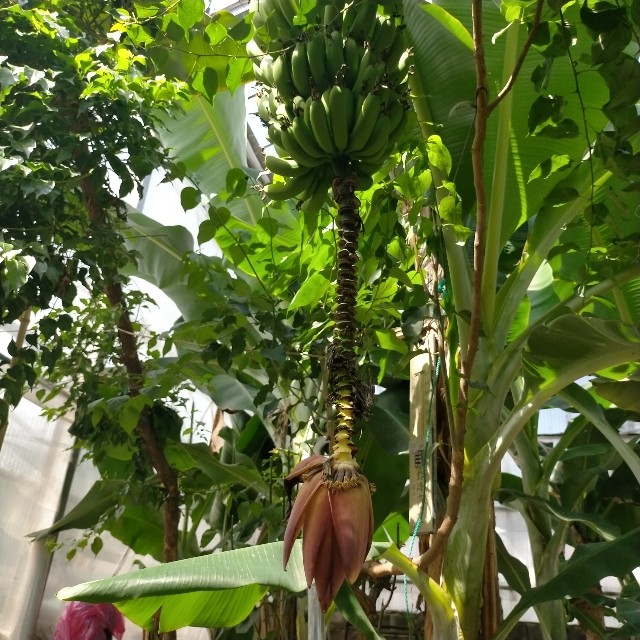 f:id:tosshii-plants:20220731204809j:image