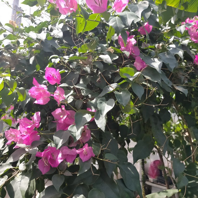 f:id:tosshii-plants:20220731204845j:image