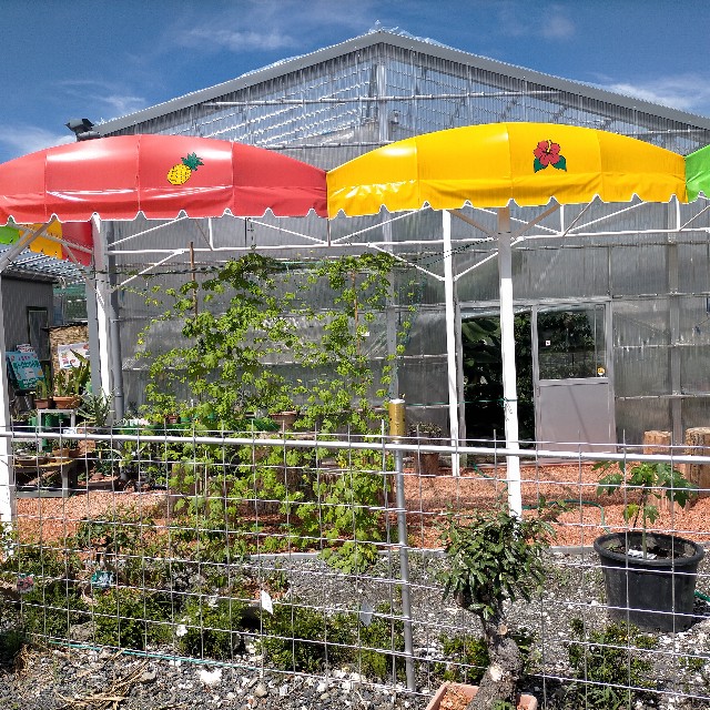 f:id:tosshii-plants:20220731205002j:image