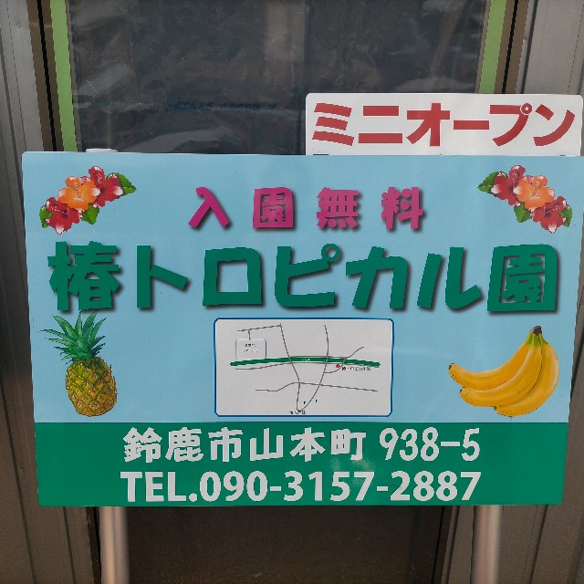 f:id:tosshii-plants:20220731205013j:image