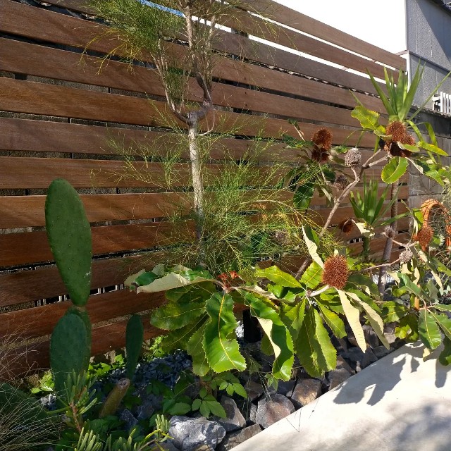 f:id:tosshii-plants:20220807205009j:image