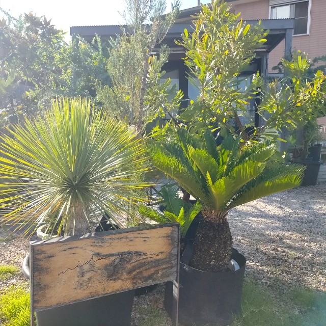 f:id:tosshii-plants:20220807205029j:image