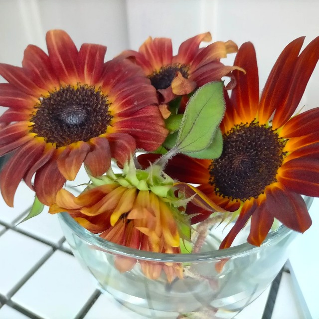 f:id:tosshii-plants:20220807205104j:image