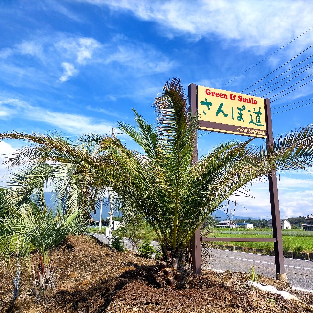 f:id:tosshii-plants:20220826214110j:image