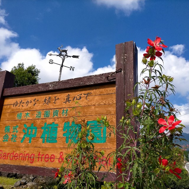 f:id:tosshii-plants:20220829225329j:image