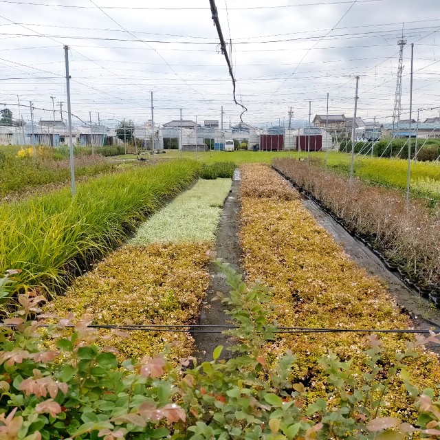 f:id:tosshii-plants:20220930111337j:image f:id:tosshii-plants:20220930111337j:image